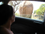 And Lora got a close-up of an elephant butt! Good thing he didn't decide to back up at that moment. Transition to Madagascar - 057.jpg