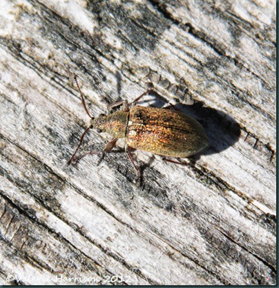 weevil