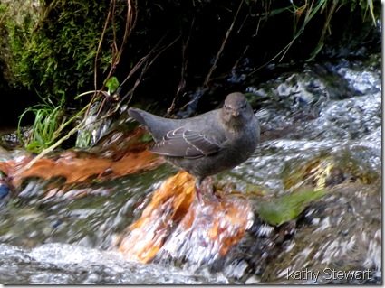 In the rapids