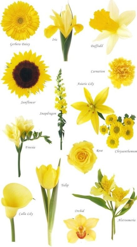 Know Your Flowers 3