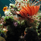 Lionfish (Bangka Island)