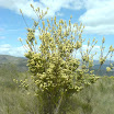 Fynbos #11742