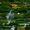 wm-Tern(Common-Chicks-[Chira])_G202540.jpg