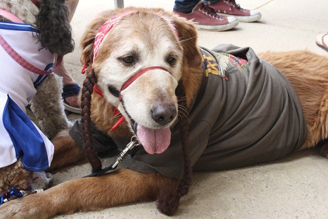 [Dogtoberfest%2520047%255B3%255D.jpg]