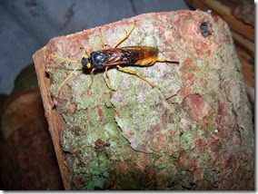 horntail on a pine log, horntail, Urocerus gigas