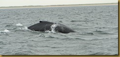 Whale Watch  _ROT3895   NIKON D3S June 02, 2011