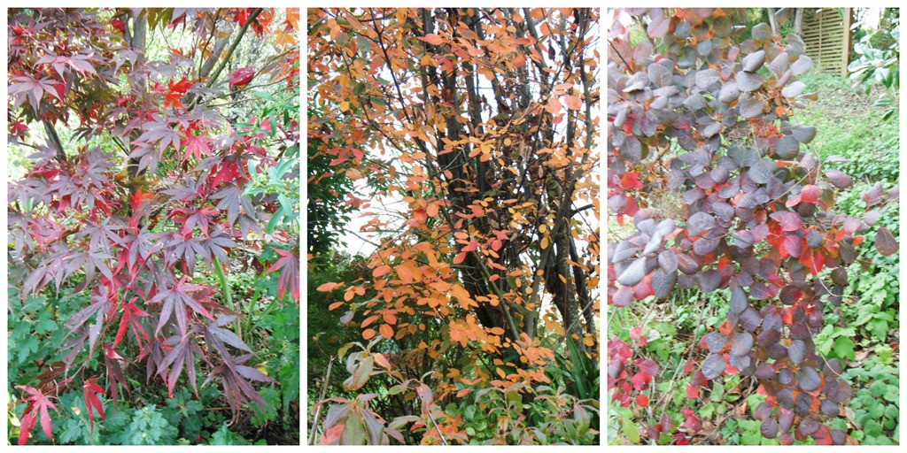 [Autumn-Trees-Collage3.jpg]