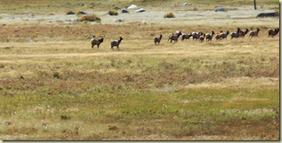 Finally...Elk!