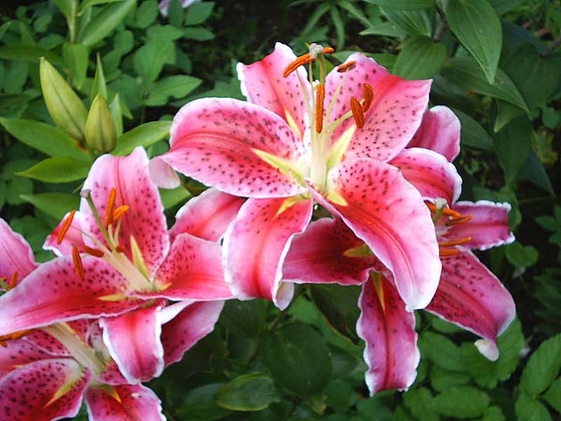 [enc_9376%255B3%255D.jpg]