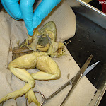 dissect22_pinning.jpg