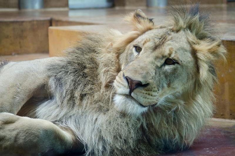 zoo-18