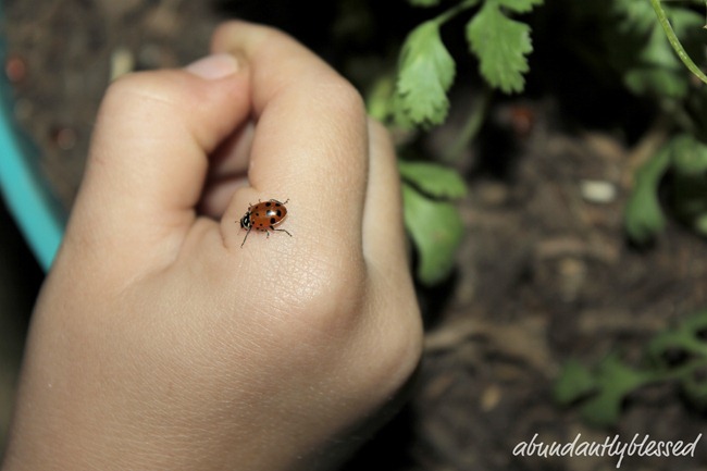 Ladybugsf