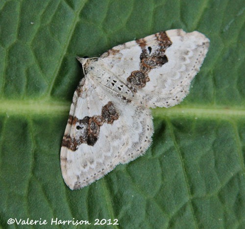 [Silver-ground-carpet%255B2%255D.jpg]