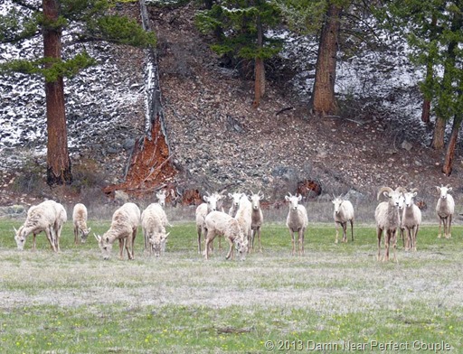 Bighorn Sheep Bighorn Sheep