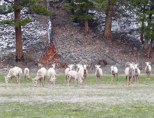 Bighorn Sheep