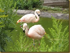 Tracy Aviary Flamingos