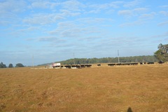 feed cows 009 feed cows 009