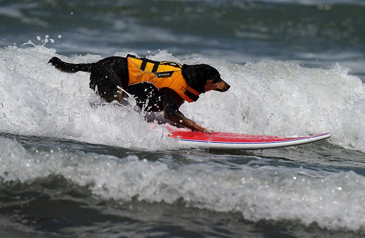 6th-surf-dog-comp4 6th-surf-dog-comp4