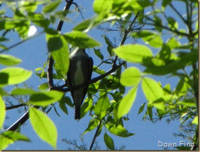 magee marsh goodies_174