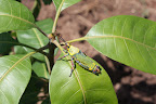 Colourful grasshopper: Kitgum