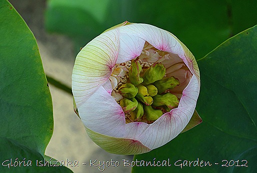 Glória Ishizaka - Flor de Lótus -  Kyoto Botanical Garden 2012 - 3