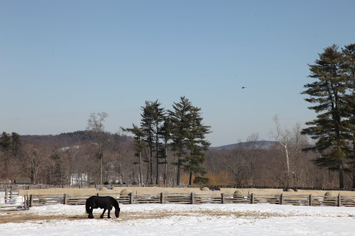 It's heading towards the horses!  We must warn them!