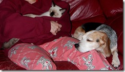catdogcouch5