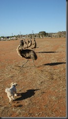 pup pup nd emus 026