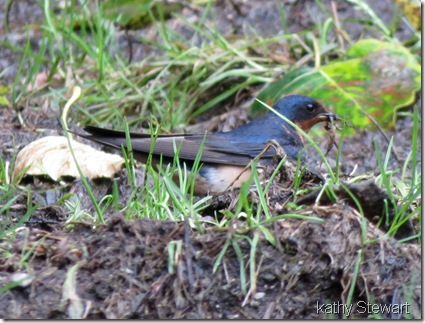 Barn Swallow