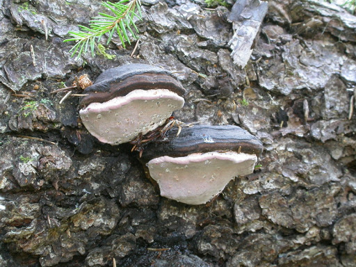 Fomitopsis