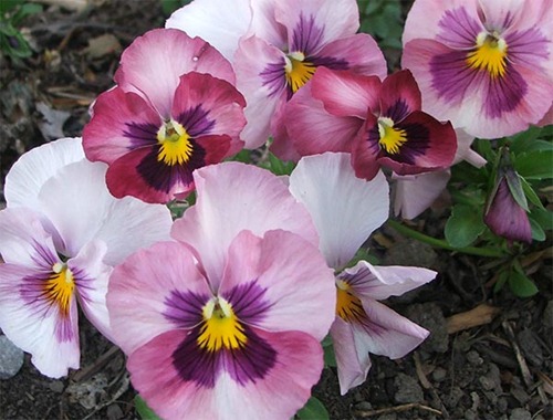 pansy-pink-shades[1]