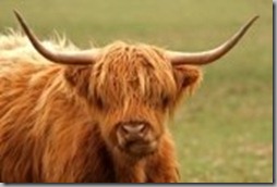 2767263-highland-cow-just-south-of-aberdeen-scotland
