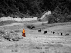 Lonely monk