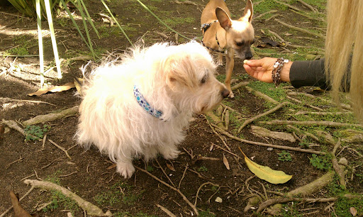And so was Darla. You've all met Darla in a previous blog. She is paralyzed in her back legs but gets along great and plays just like everyone else! And so was Darla. You've all met Darla in a previous blog. She is paralyzed in her back legs but gets along great and plays just like everyone else!