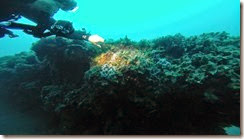Herrliche Korallen auf 32m Tiefe