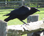 But, in reality, crows are very, very intelligent creatures.  In fact, they are considered to be the most adaptable and intelligent birds in the world.