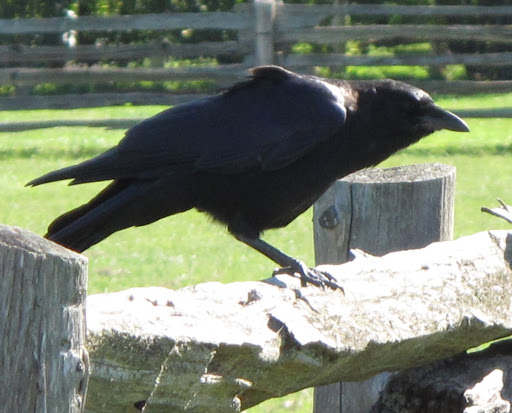 But, in reality, crows are very, very intelligent creatures.  In fact, they are considered to be the most adaptable and intelligent birds in the world.