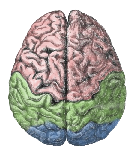 [Cerebral-lobes-450x525-Wikimedia-com%255B2%255D.png]
