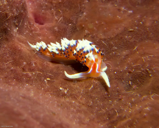 P7074995