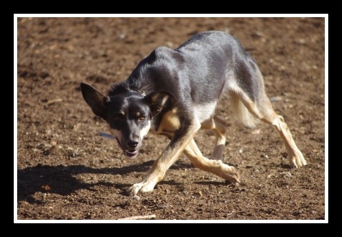 [dog%25205%2520w%255B11%255D.jpg]