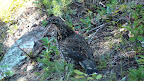 glacier_national_park_-_2009
