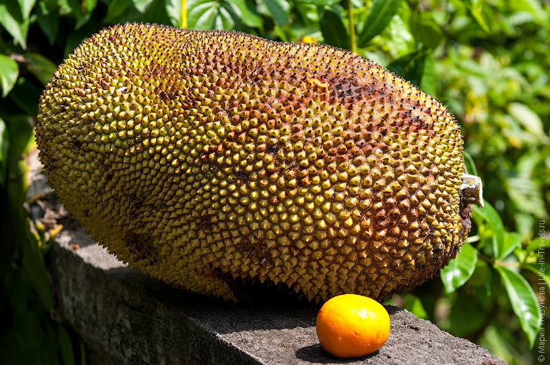 Джекфрут (Jackfruit)