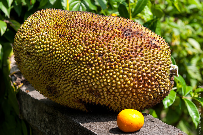 Джекфрут (Jackfruit) Джекфрут (Jackfruit)