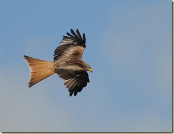 DSC_9792 DSC_9792