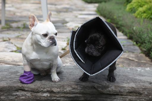 I was going to say it looks a bit silly, Sharkey, but who am I to talk!