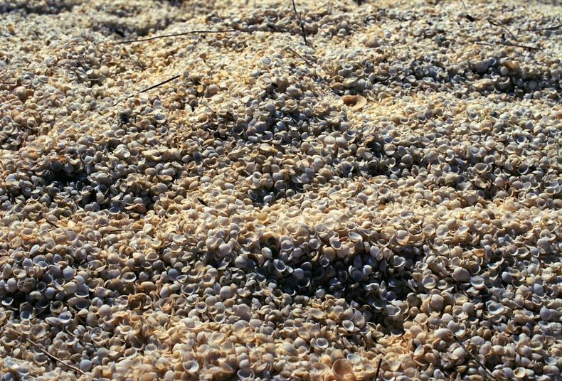shell-beach-australia-3 shell-beach-australia-3