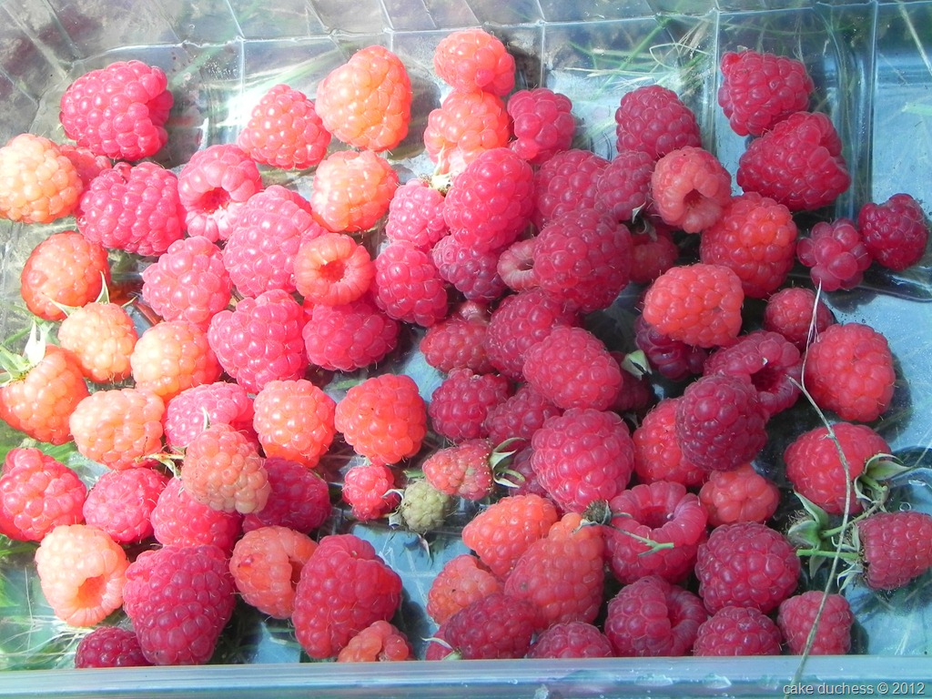 [raspberry-picking-2%255B1%255D.jpg]