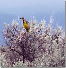 Western Meadowlark