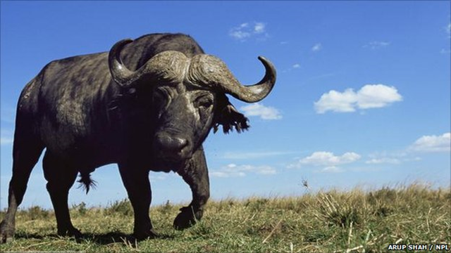 Populations of African buffalo in the Masai Mara reserve in Kenya have crashed, due to domestic livestock grazing and global warming. Arup Shah / NPL / BBC