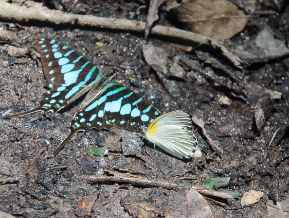 Graphium policenes (CRAMER, 1775) et Appias sylvia (FABRICIUS, 1775). Ebogo (Cameroun), 20 avril 2013. Photo : C. Basset
